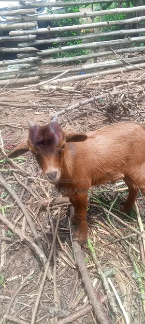 Local Male Goat for Sale in Good Health Condition