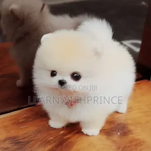 1-3 months Female Purebred Pomeranian