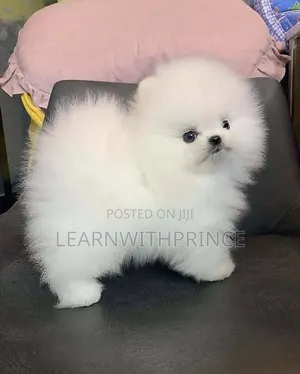 1-3 months Female Purebred Pomeranian