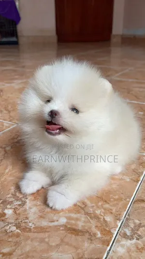 1-3 months Male Purebred Pomeranian