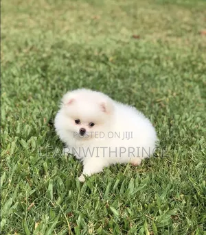 1-3 months Female Purebred Pomeranian