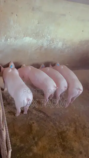 Pure Tn70 Weaners