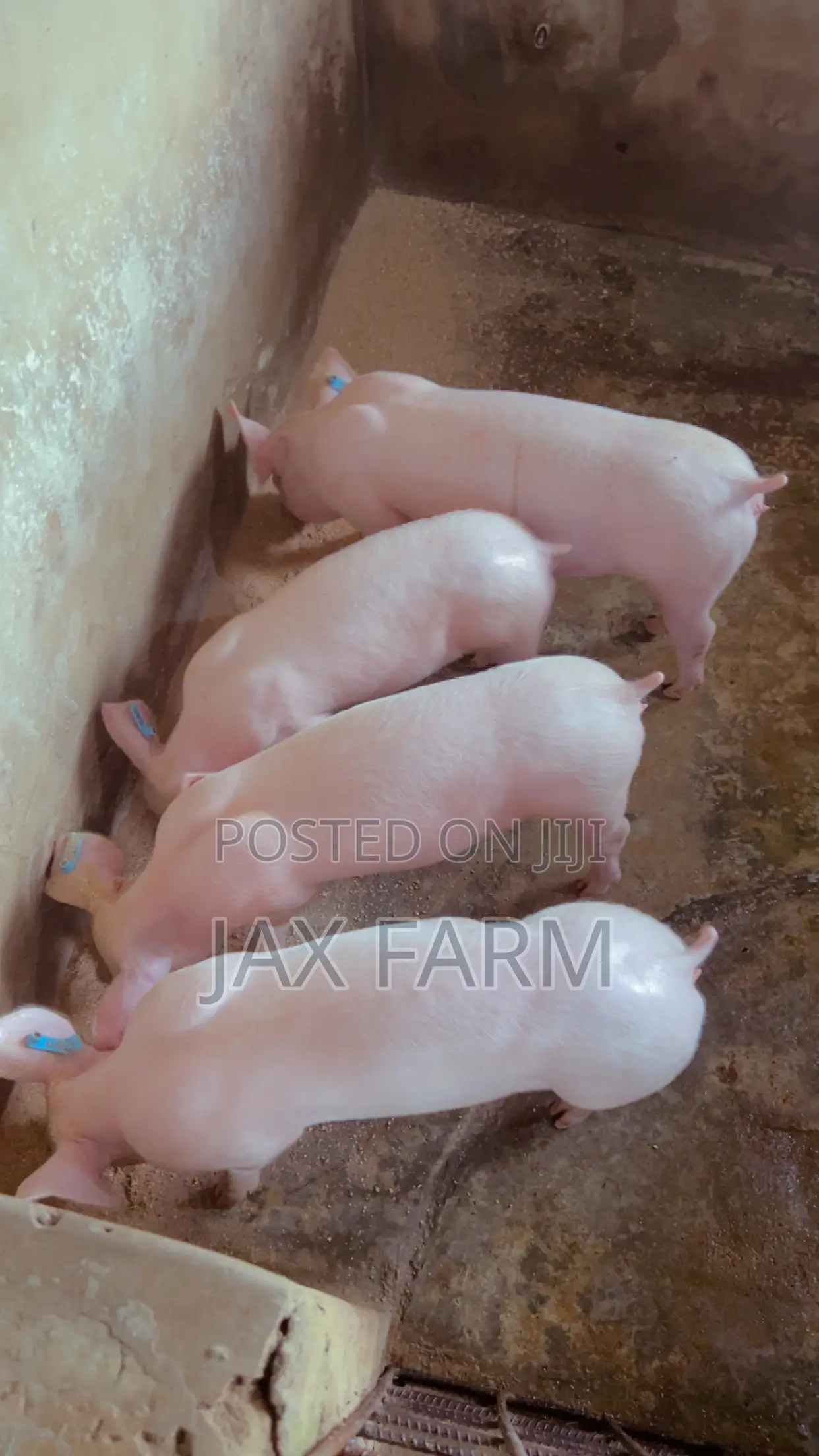 Pure Tn70 Weaners
