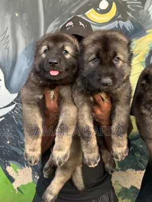 1-3 months Female Purebred Caucasian Shepherd
