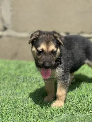 1-3 months Female Purebred German Shepherd