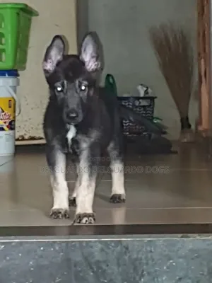 1-3 months Female Purebred German Shepherd