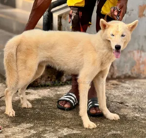 1+ year Male Purebred Siberian Husky