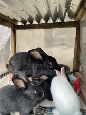 Giant Mother Rabbits With All 4 of Her Babies Going Together for Sale