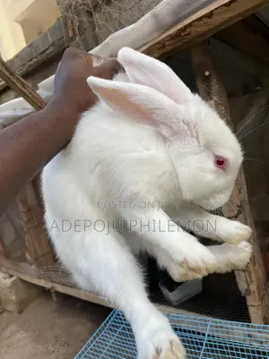 Giant 6 Months Old New Zealand White Male Available for Sale