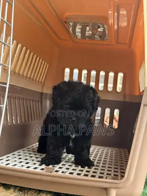 1-3 months Male Purebred Lhasa Apso