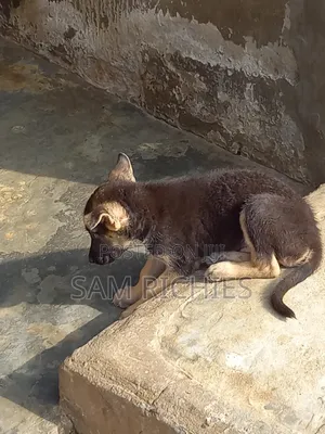 1-3 months Male Purebred German Shepherd
