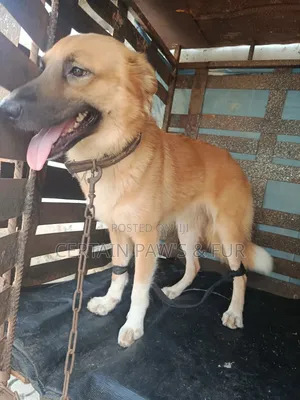 1+ year Female Purebred German Shepherd
