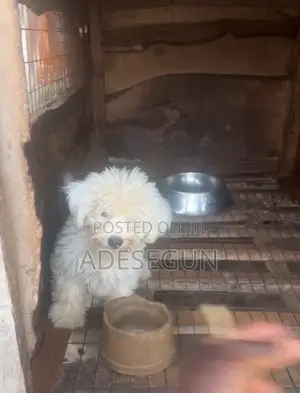 1-3 months Male Purebred Lhasa Apso