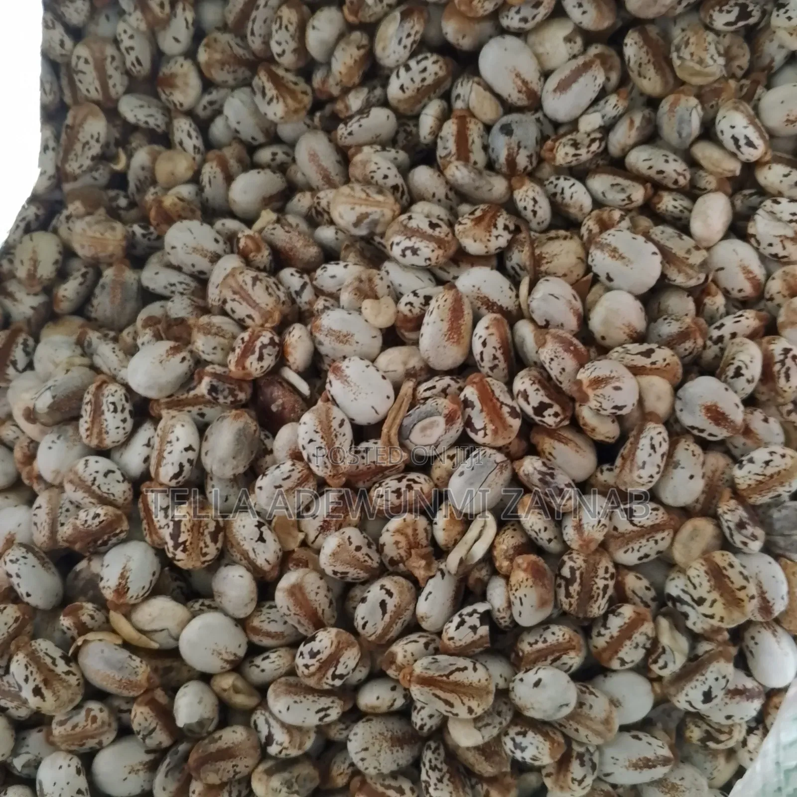 Castor Seed - Castor Bean Per Kg