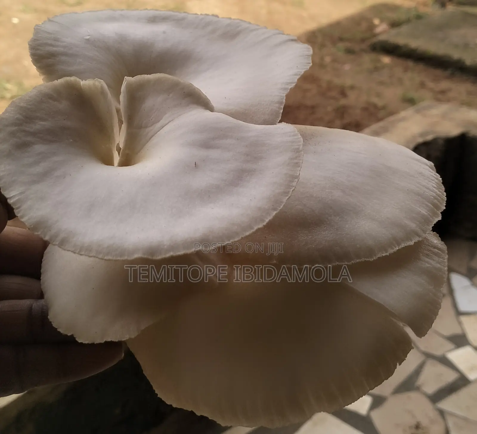 Fresh Mushrooms