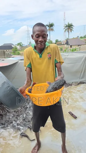 Fresh Cat Fish