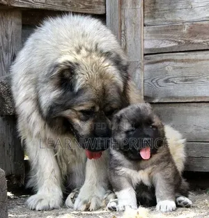 1-3 months Female Purebred Caucasian Shepherd