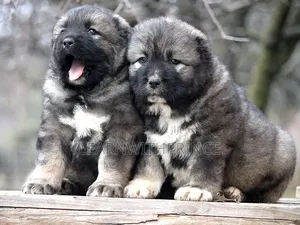 1-3 months Female Purebred Caucasian Shepherd