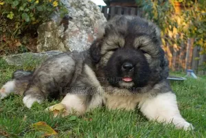 1-3 months Female Purebred Caucasian Shepherd