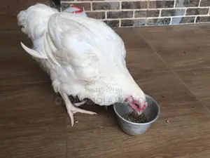Healthy Big Well Fed Broiler Chicken With Good Weight 11 PCS