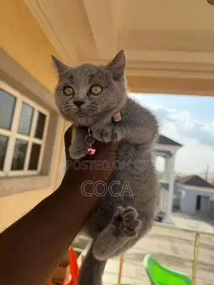 3-6 months Female Purebred British Shorthair