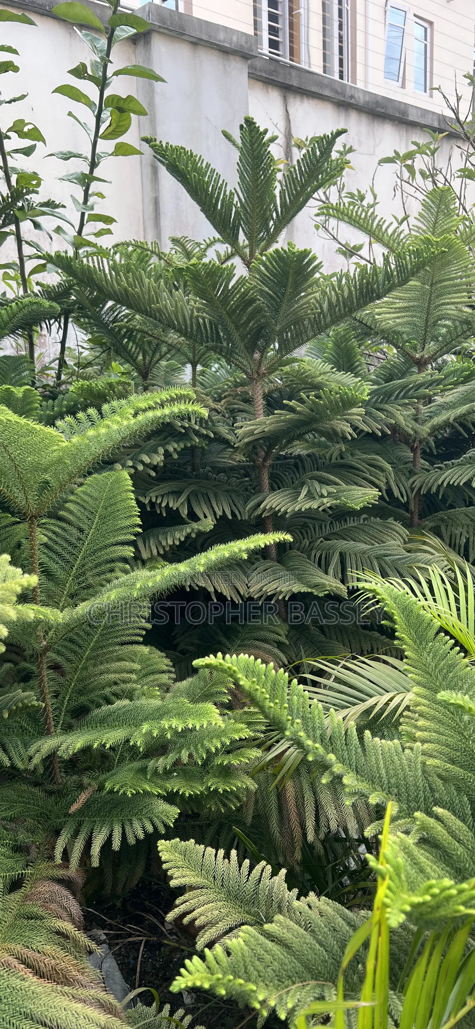 Araucarianorfolk Island Pine