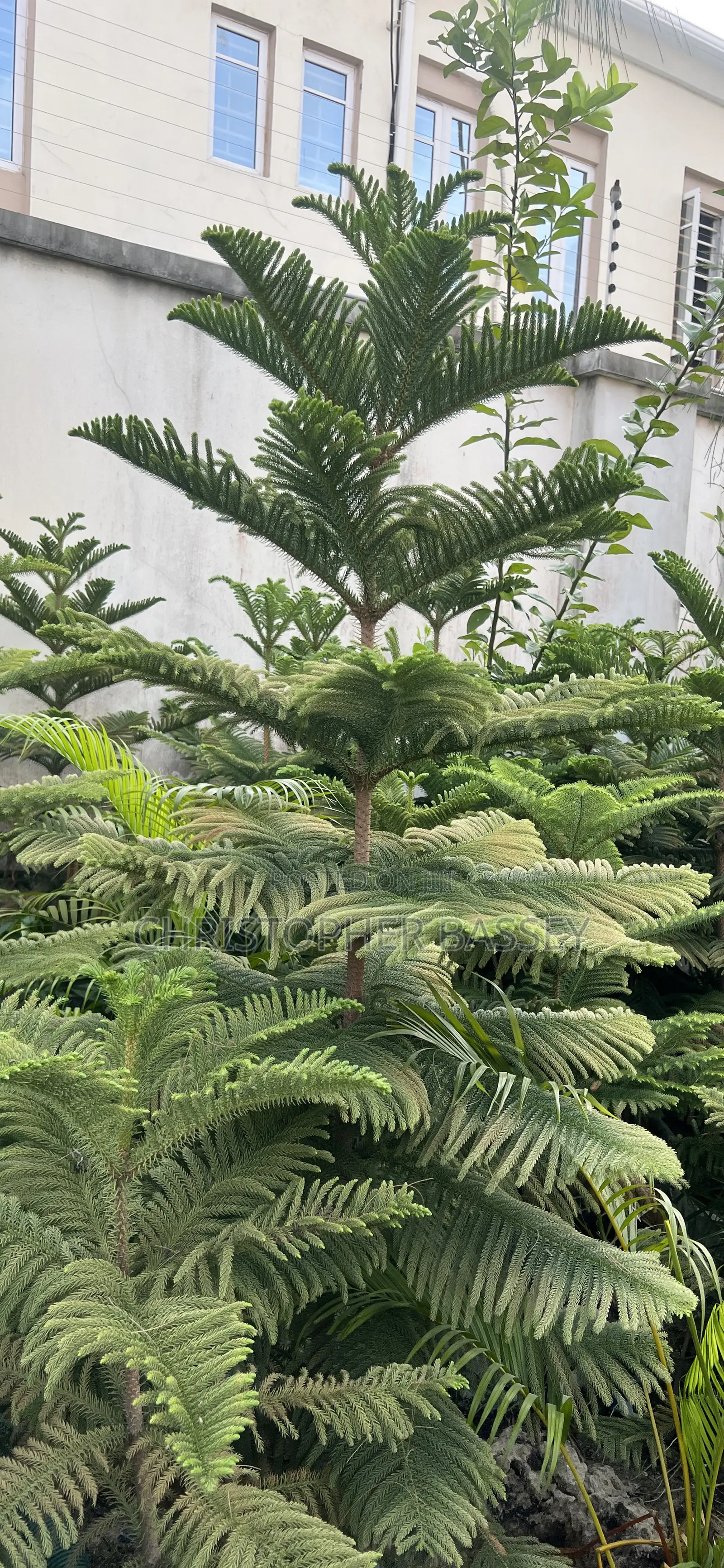 Araucarianorfolk Island Pine