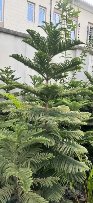 Araucarianorfolk Island Pine