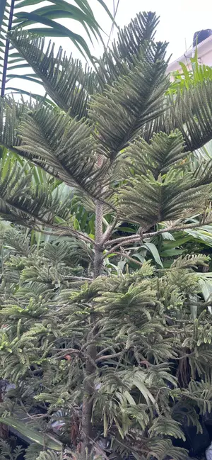 Araucarianorfolk Island Pine