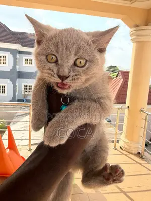 3-6 months Male Purebred British Shorthair