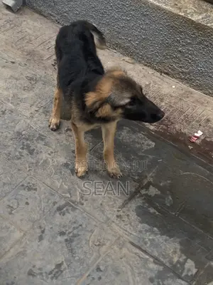 1-3 months Female Mixed Breed German Shepherd