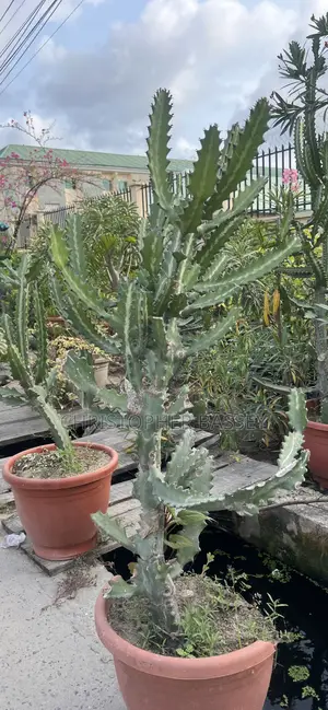 Cactus Plant