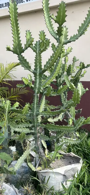 Cactus Plant