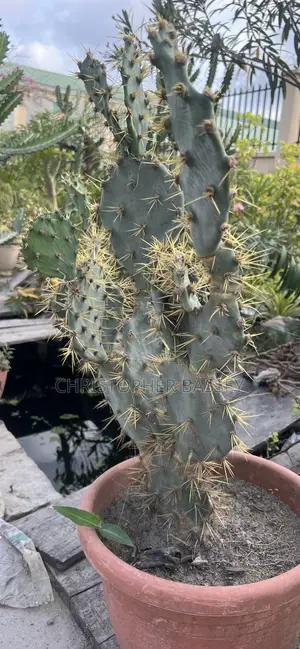 Cactus Plant
