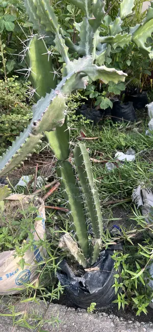 Cactus Plant