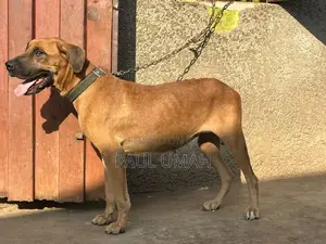 1+ year Female Purebred Boerboel