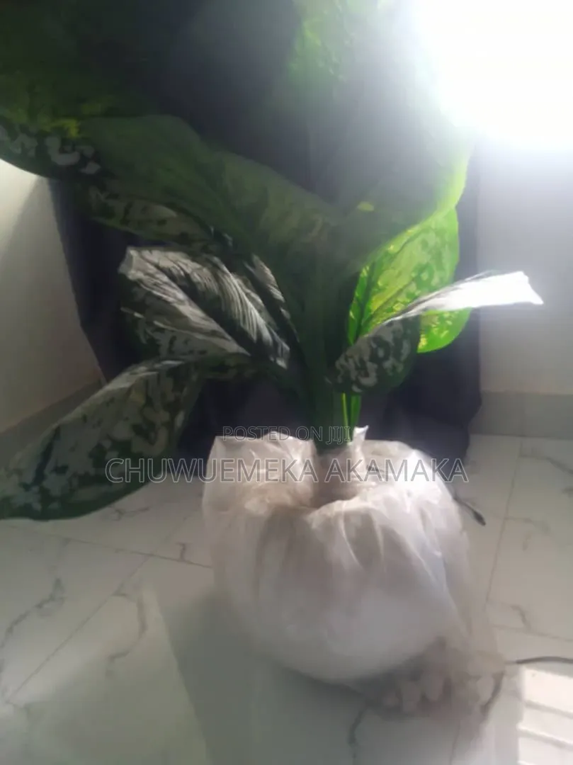 Flower Pot