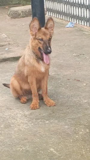 6-12 months Male Purebred German Shepherd