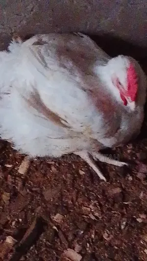 Broilers for Sale