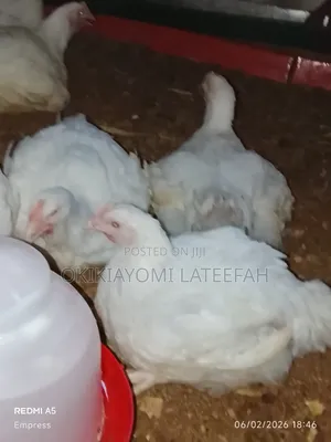 Broilers for Sale