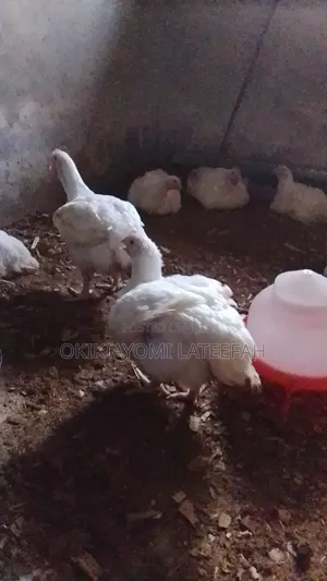 Broilers for Sale