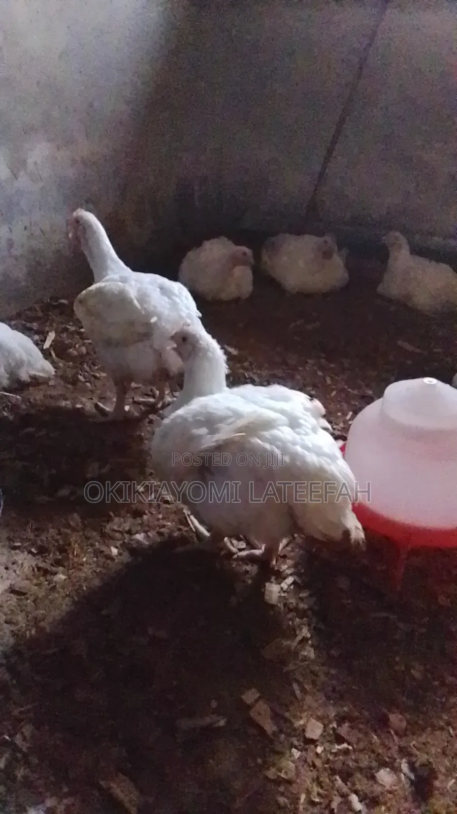 Broilers for Sale