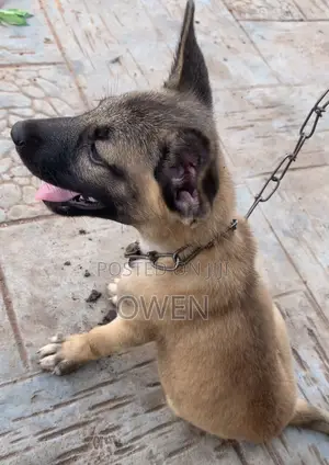 1-3 months Female Purebred German Shepherd