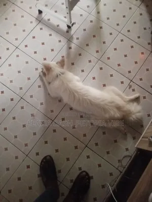 6-12 months Female Purebred American Eskimo