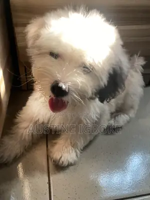 6-12 months Male Purebred Lhasa Apso