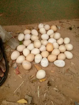 Fertile Guinea Fowl Eggs for Sale