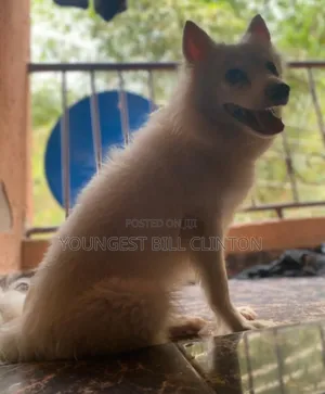 1+ year Male Purebred American Eskimo