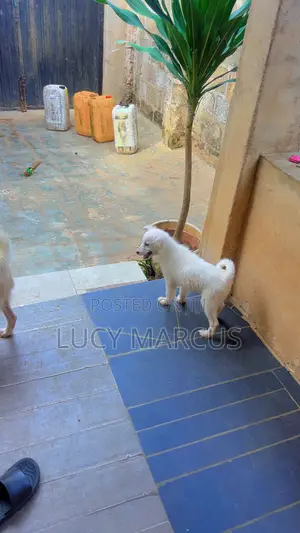 1-3 months Female Purebred American Eskimo