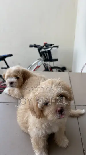 1-3 months Female Purebred Lhasa Apso