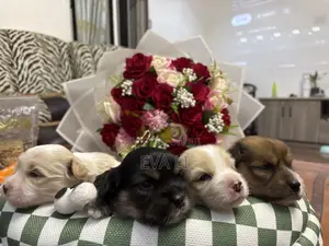 0-1 month Female Mixed Breed Maltese Shih Tzu